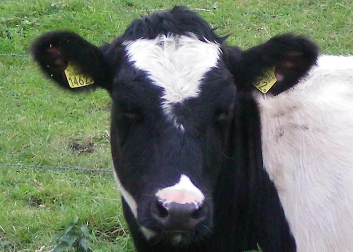 Ξενοδοχείο Koolen